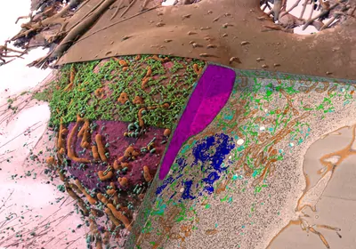 computerized image of different layers of a cell shown at great detail